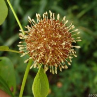 Mitragyna parvifolia (Roxb.) Korth.